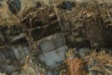 Jurassic Petrified Wood Slab - Henry Mountain, Utah #248729-1
